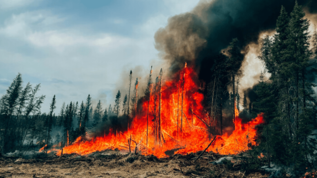 Canada’s Wildfire Crisis Is Only Getting&nbsp;Worse